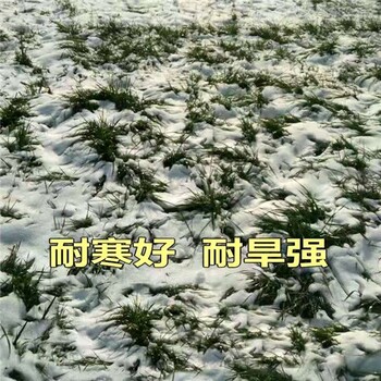 萍乡牧草籽批发