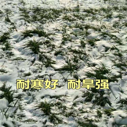 花卉种子专卖价格便宜,顺义常青草种草籽