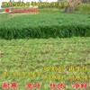 貴州黔東南常青草種草籽經銷商供應綠化草的種子