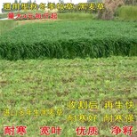 广安牧草种子销售图片0