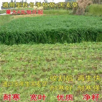 广安牧草种子销售