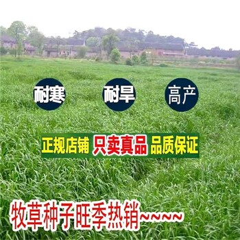 吉林四平牛羊草種子供銷上門指導(dǎo)