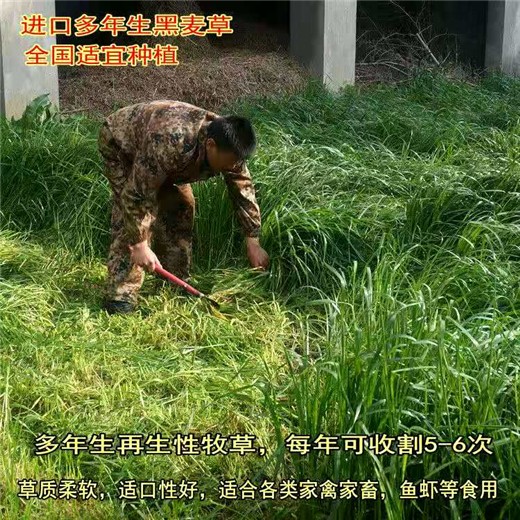 广东深圳常青草种草籽供货商批发白三叶草种