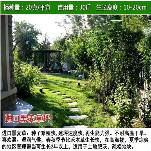 新疆北屯常青草種草籽公司批發(fā)固土護坡草種草籽