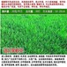 内蒙古锡林郭勒盟常青草种草籽经销商批发固边坡绿化草种草籽