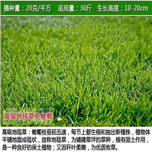 陜西漢中常青草種草籽廠家批發(fā)邊坡綠化施工花草種子