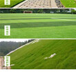 西藏林芝常青草种草籽供货商批发边坡花草种子图片