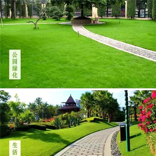 云南西雙版納常青草種草籽代理商批發(fā)耐干旱草種草籽