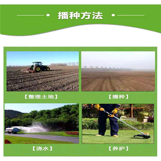 河南新乡常青草种草籽交易市场批发绿化施工草的种子