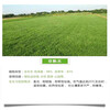 贵州黔南常青草种草籽供货商批发草籽配比草种