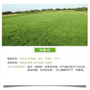 云南楚雄常青草種草籽經(jīng)銷商批發(fā)格?；ú莘N籽
