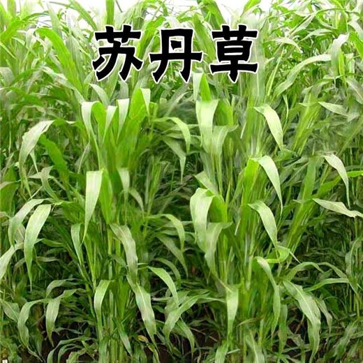 陕西汉中牧草种子厂家