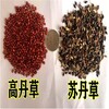 沐川常青牧草種子供貨商出售進口甜高粱種子免費試種