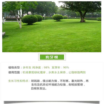 黑龙江哈尔滨常青草种草籽种子站批发边坡绿化施工草子