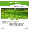 广东梅州常青草种草籽销售点批发边坡复绿草种草籽