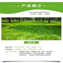湖北孝感常青草種草籽供應(yīng)廠家批發(fā)固邊坡綠化花草種子