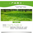 内蒙古乌兰察布常青草种草籽公司批发边坡复绿花草种子图片