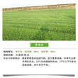 湖北鄂州常青草种草籽经销商批发铁路边坡绿化草种籽图片