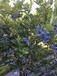 种植蓝莓使用防草布3-5年超长使用寿命除草布果园抑草布