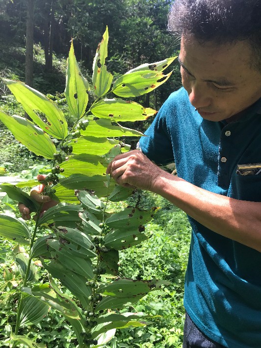 野生黄精带皮种籽纯净种籽产地现场拍摄采摘跟踪发货