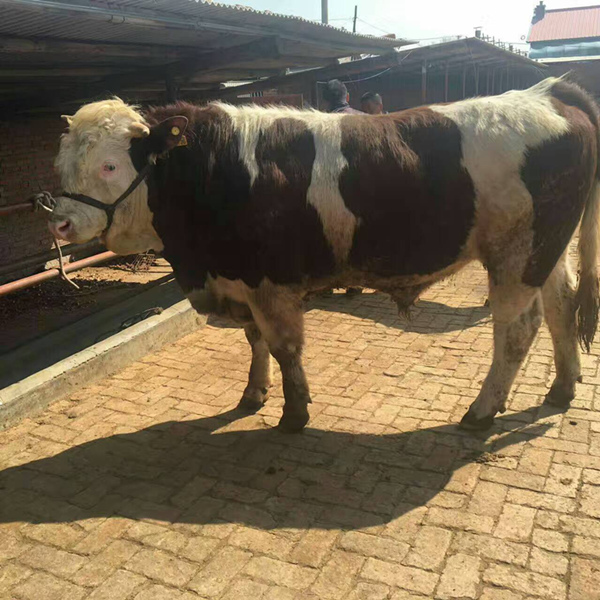 吉林肉牛牛场东北吉林肉牛牛场在哪里