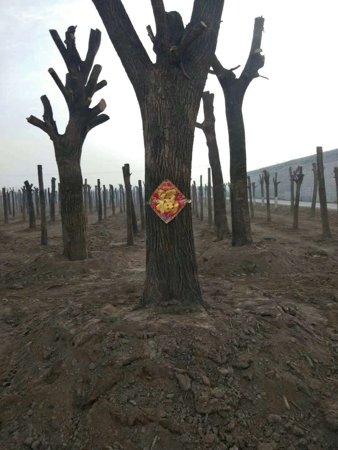 圖片_28.jpg