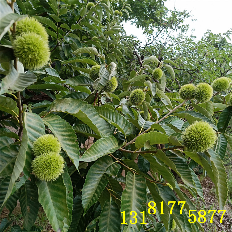 板栗苗木（（品種））
