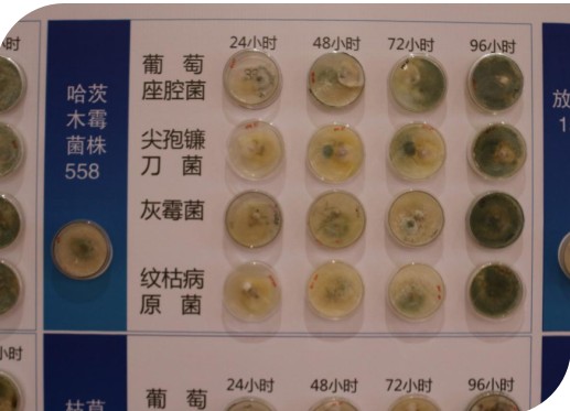 哈慈木霉菌1.JPG