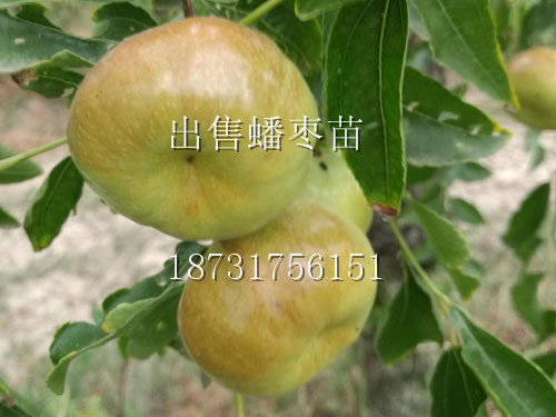 20180911090930_95877.jpg