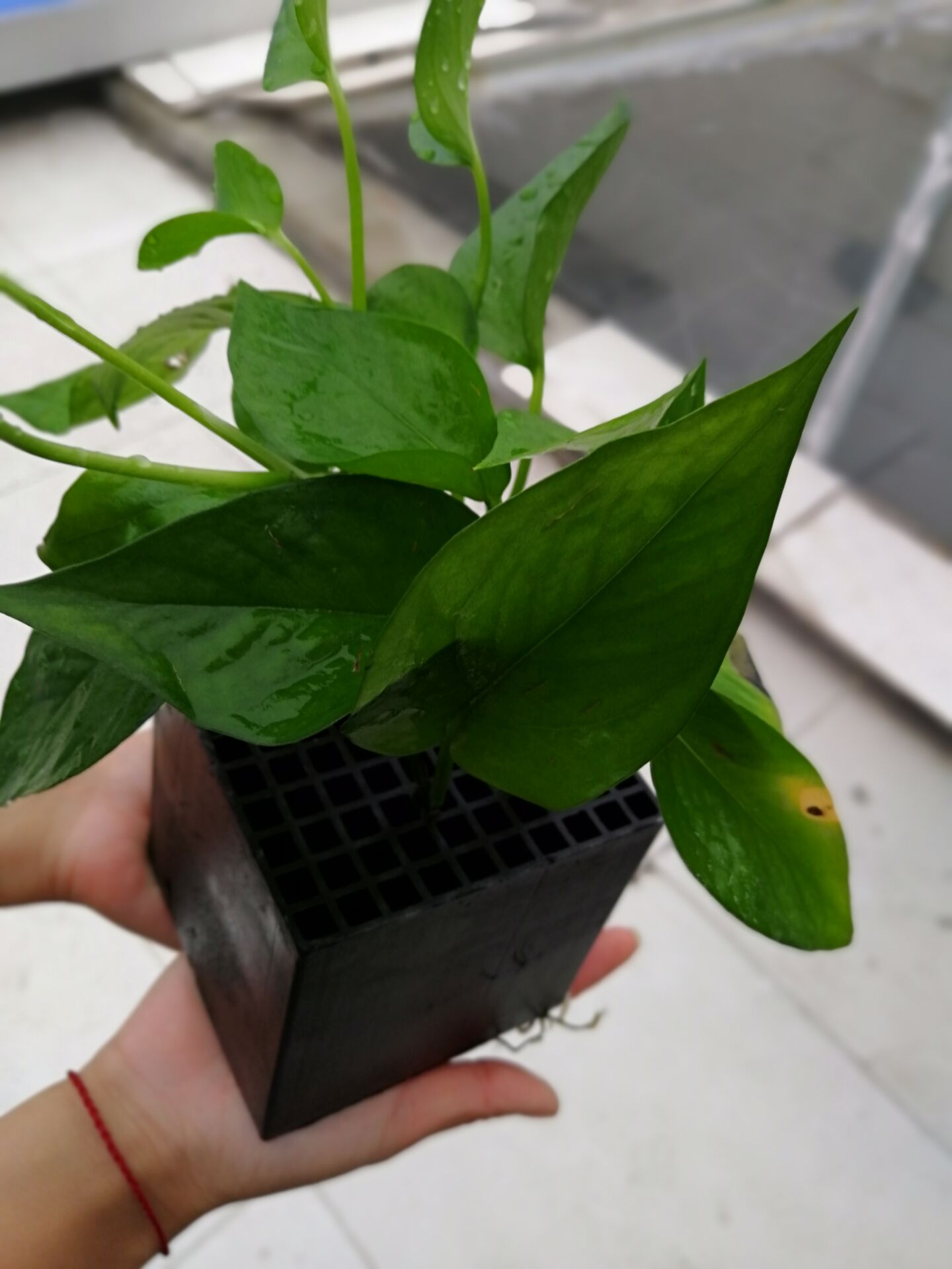 白城聚合氯化鋁哪家好