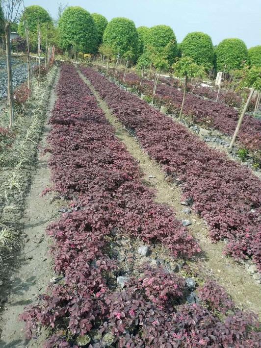 红继木苗木种植基地批发