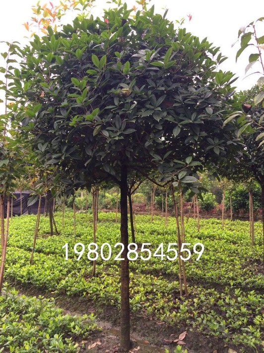 1573611467571747.jpg