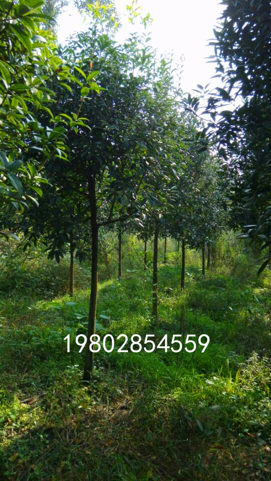 1573611467861730.jpg