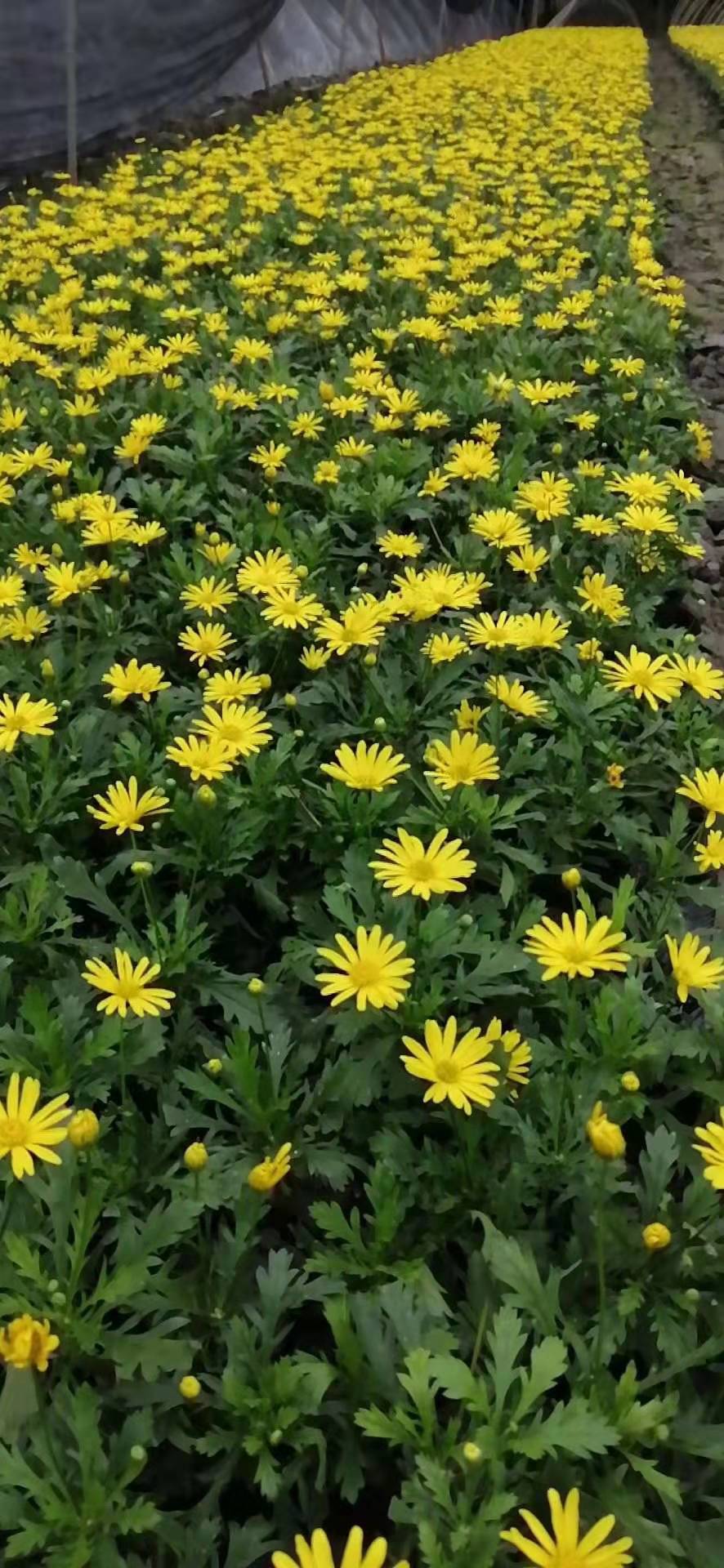 1573800168668195.jpg