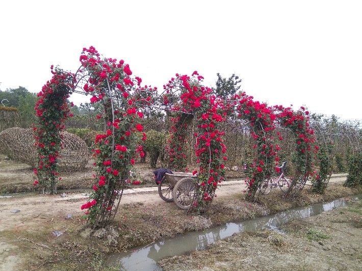 贵州藤本月季种植基地出售月季造型,拱门造型,爬藤类的月季都有货!