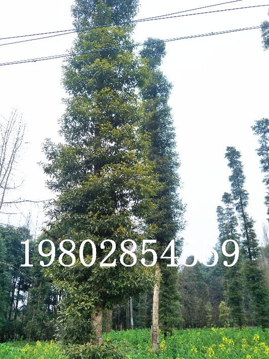 1574925389524021.jpg