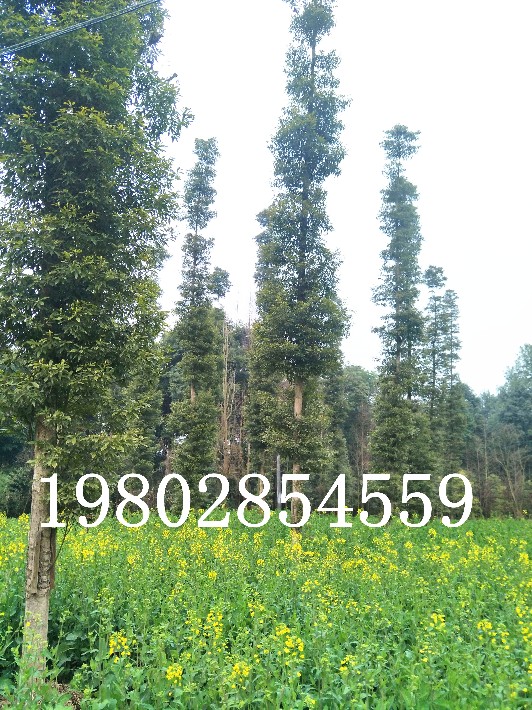 1574925389632675.jpg