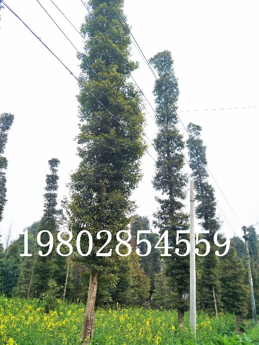 1574925389805742.jpg