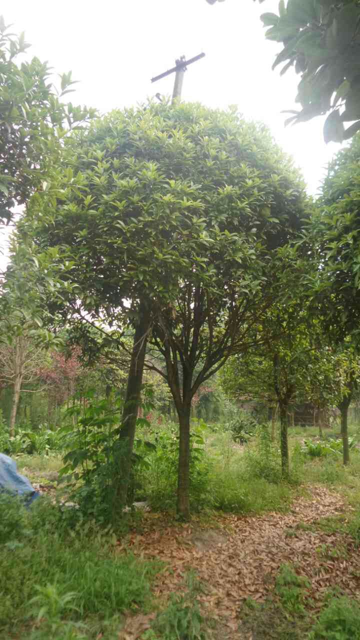 四川桂花树种植批发,树形优美,价格实惠,基地桂花树直销