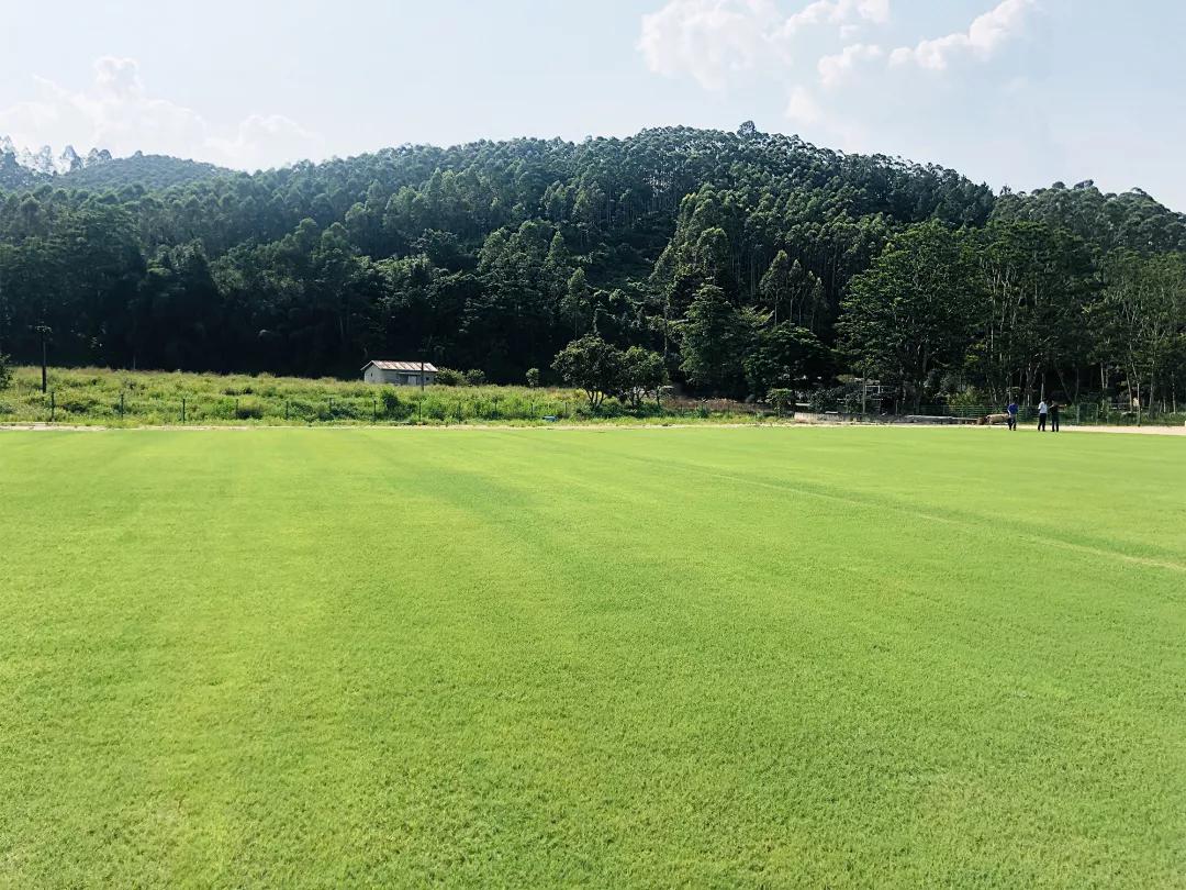 中国南方篇混合系统草坪基地亮相惠州-广州科缤体育