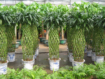 深圳綠植租擺_花卉租擺_深圳市園之卉景觀綠化有限公司 - 17.jpg