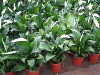 深圳綠植租擺_花卉租擺_深圳市園之卉景觀綠化有限公司 - 1.jpg