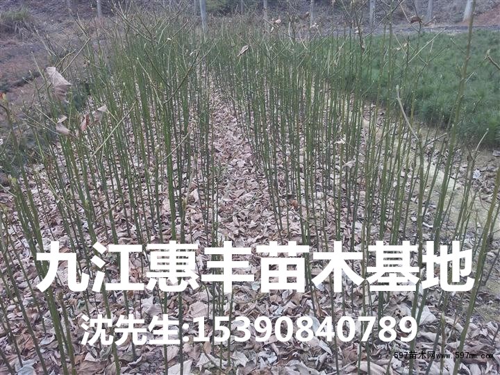 檫木小苗_副本.jpg