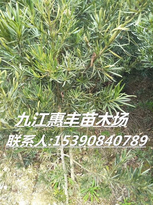羅漢松11_副本.jpg