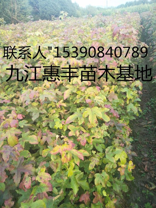 楓香102_副本.jpg