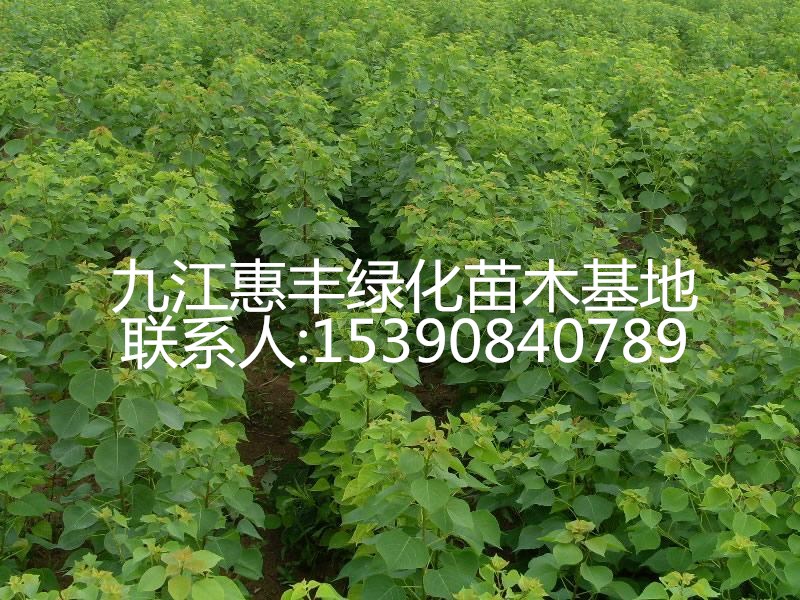 烏桕145_副本.jpg
