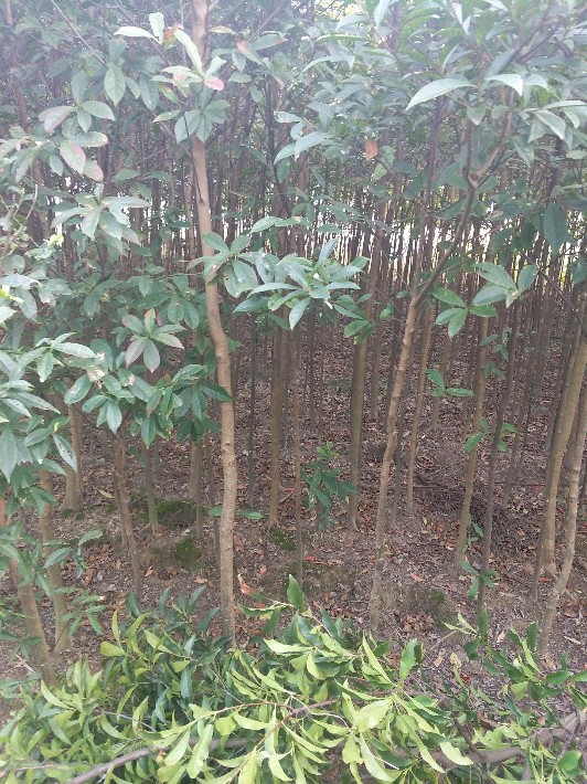 杜英3公分.jpg