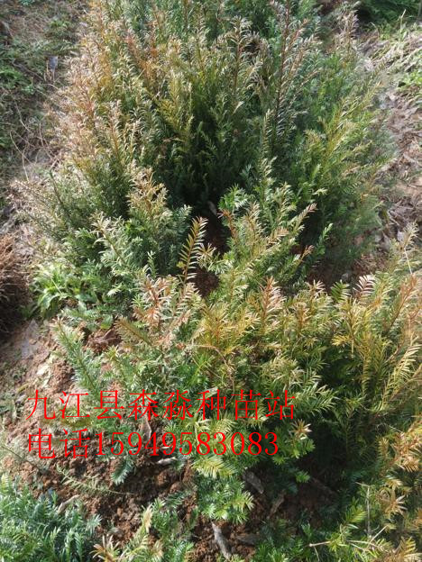 紅豆杉小苗.jpg