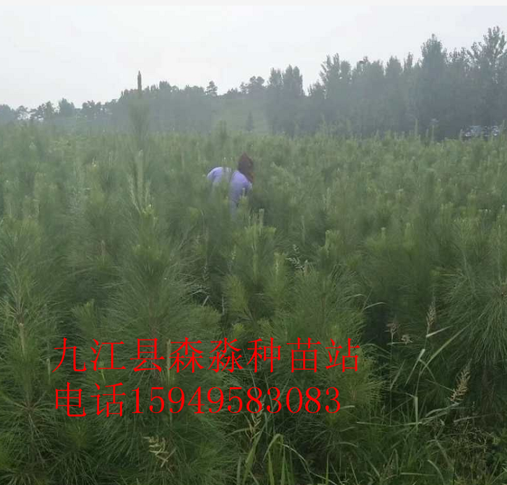濕地松.png1米5.png1.png