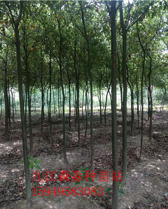 香樟_副本.png